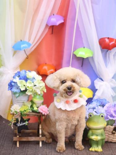 20230623クッキーくん